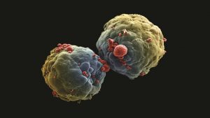 Esferoide (agrupado de células) de câncer de mama, tipo de câncer que mais atinge as mulheres. A deteção precoce ainda é a melhor maneira de aumentar as chances de cura. Foto: Khuloud T. Al-Jamal, David McCarthy e Izzat Suffian/Wellcome Images