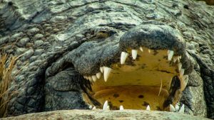 Fuja das revistas predatórias. Foto: Joshua J. Cotten/Unsplash