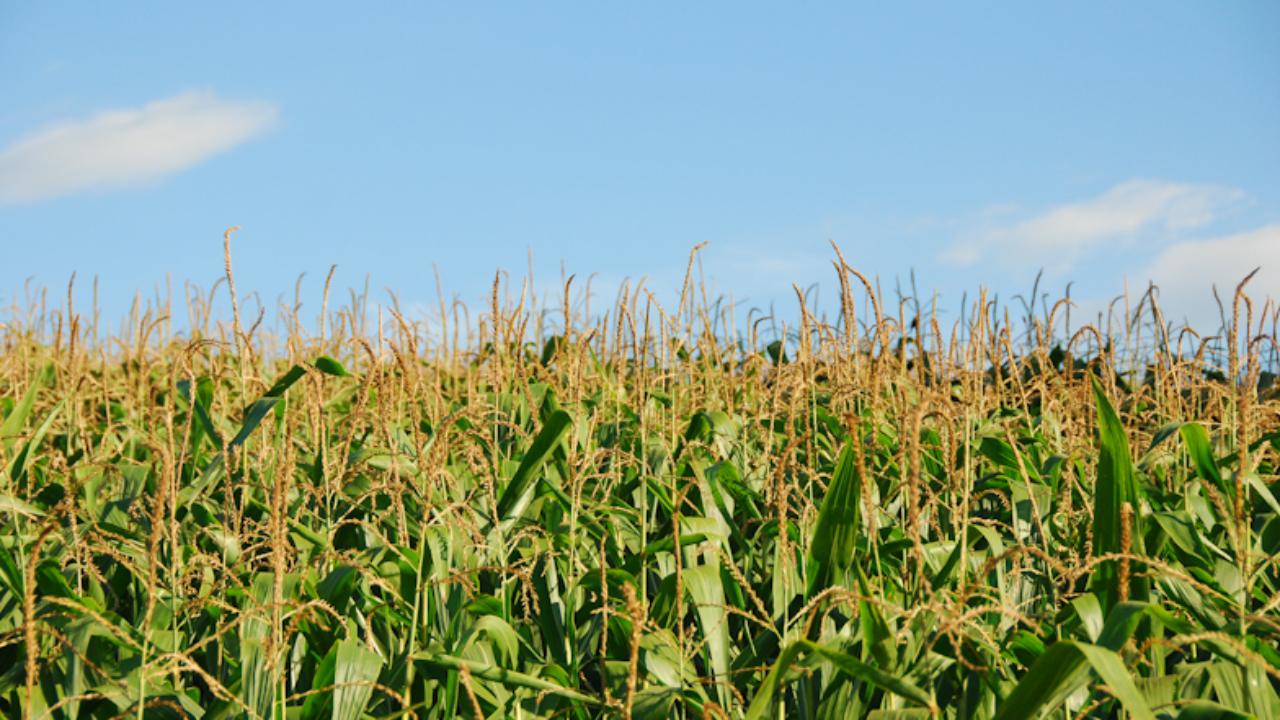 Ideia pode ajudar a reduzir impacto ambiental e aumentar produtividade da cerealicultura brasileira, focada nos cultivos de milho e arroz. Na foto, milharal no Paraná. Foto: Guilherme Storcl/Flick