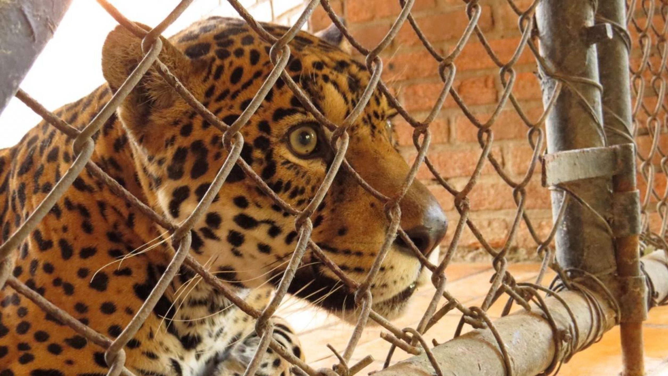 Onça do Zoo de Curitiba testada por cientistas da UFPR. Fotos: Alexander Biondo/Divulgação
