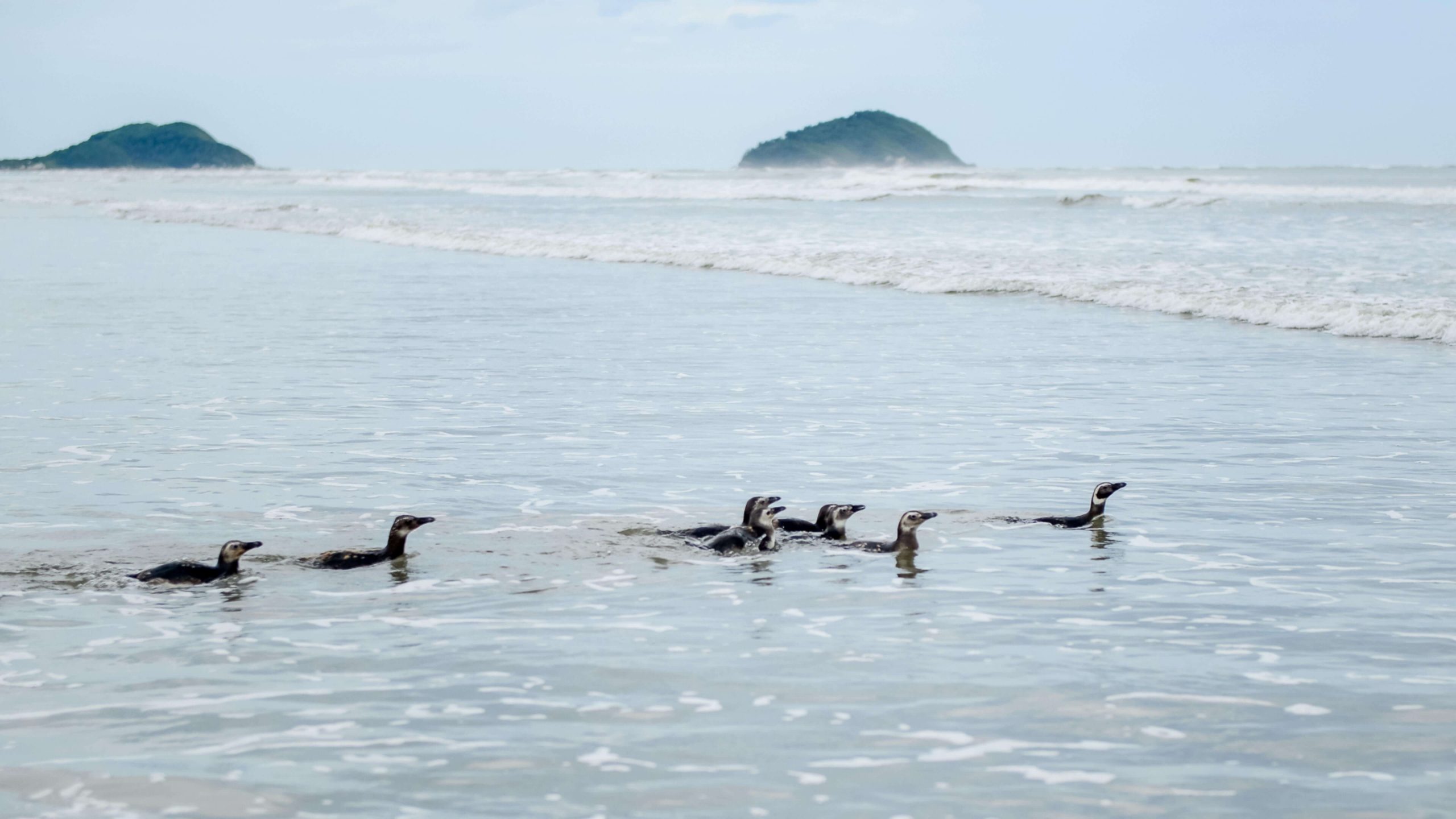 Soltura de pinguins-de-magalhães reabilitados. Foto Marcos Solivan Sucom UFPR 2020