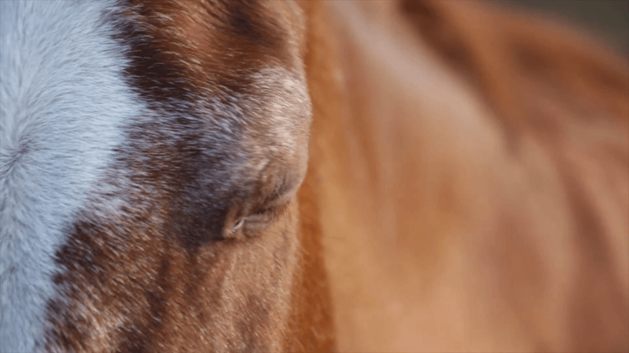 cavalo gifs