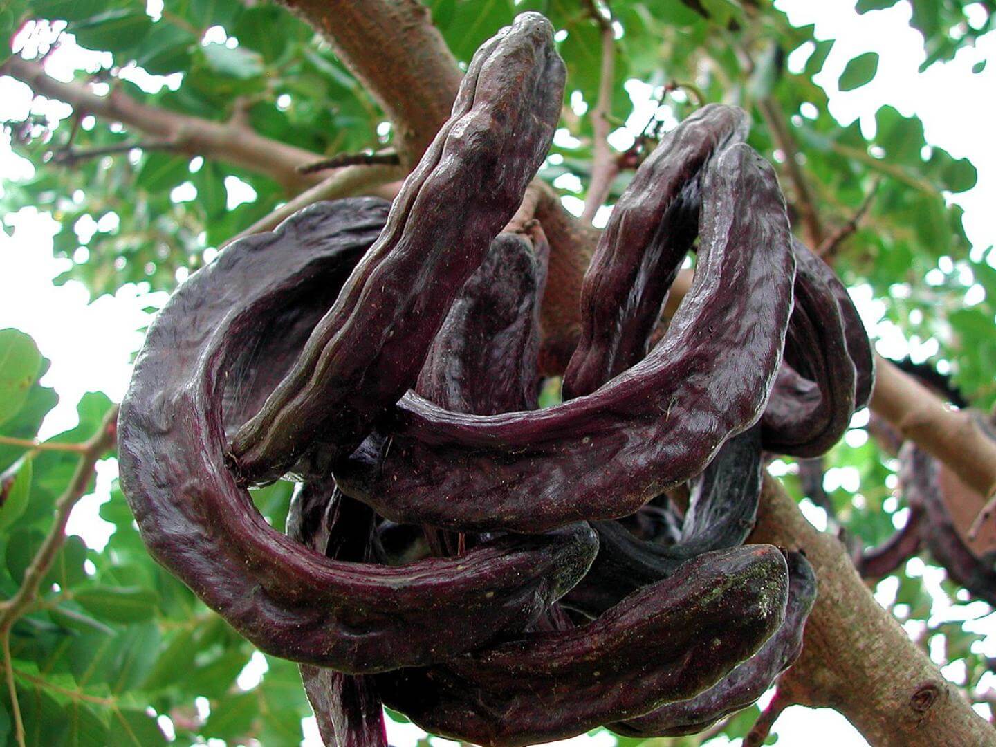 A alfarroba é um fruto do tipo vagem, amarronzado quando madura, pertencente ao grupo das leguminosas. Atinge até 25 cm de comprimento. Foto: Chixoy/Commons
