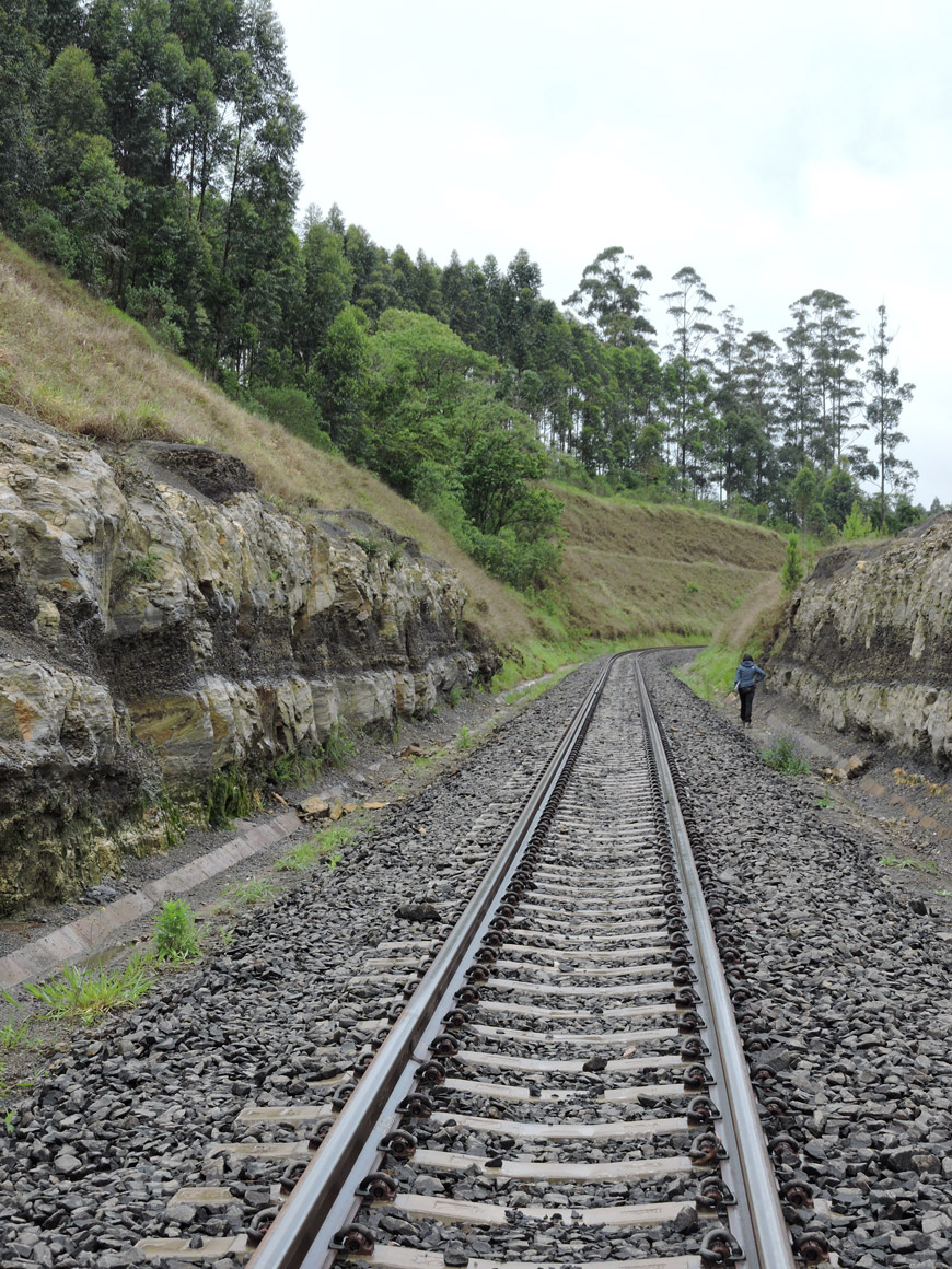 Ferrovia nos arredores da floresta descoberta em Ortigueira, que apresenta 164 caules de licófitas.