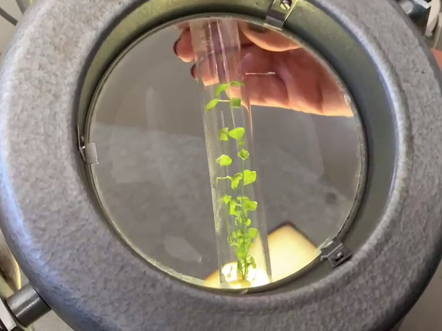 Pesquisadora utiliza lupa para observar muda de lúpulo desenvolvida no laboratório