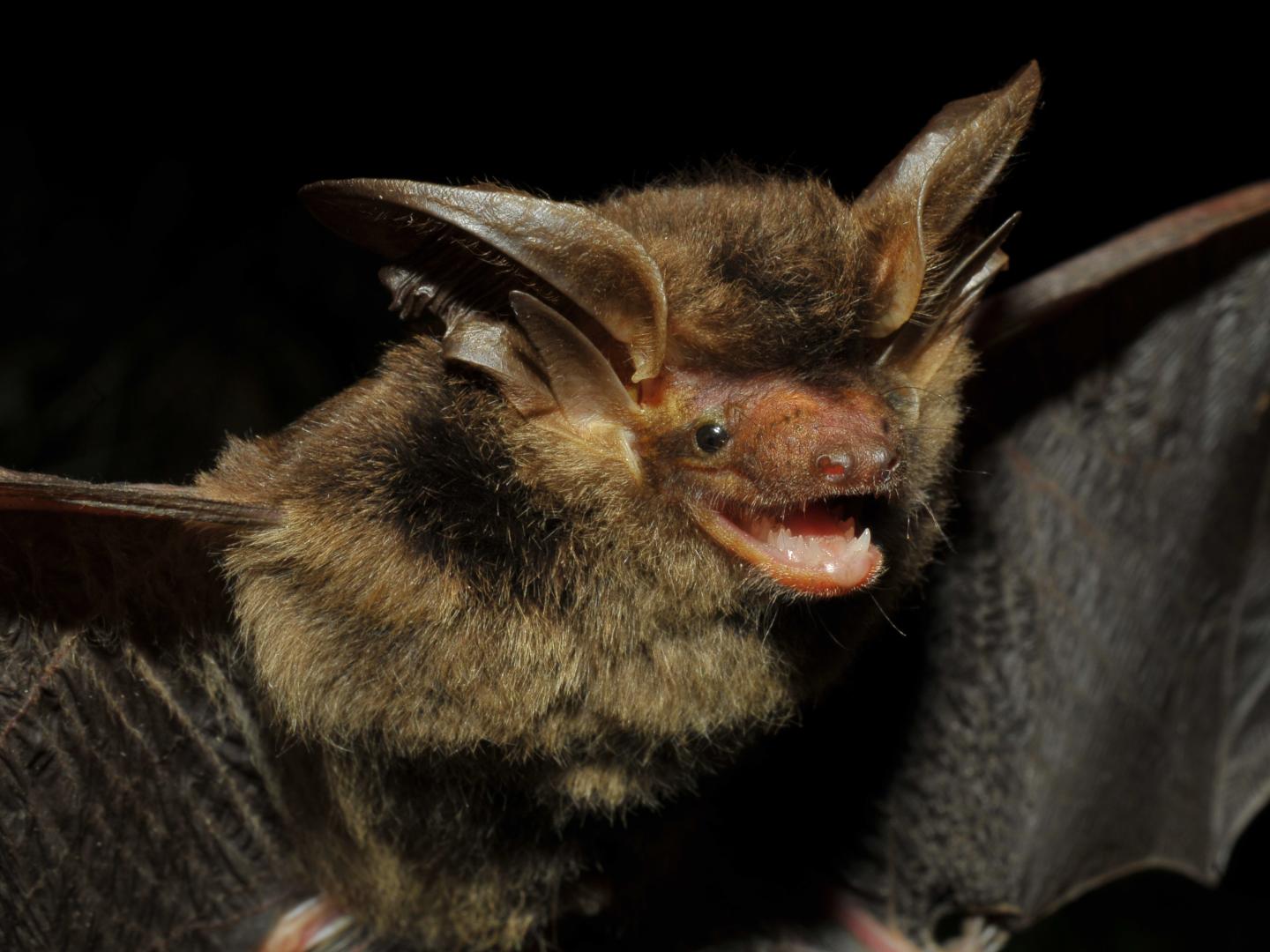 Entre as diferenças da espécie de morcego em relação a outros do mesmo gênero são suas orelhas menores e com membrana extra
