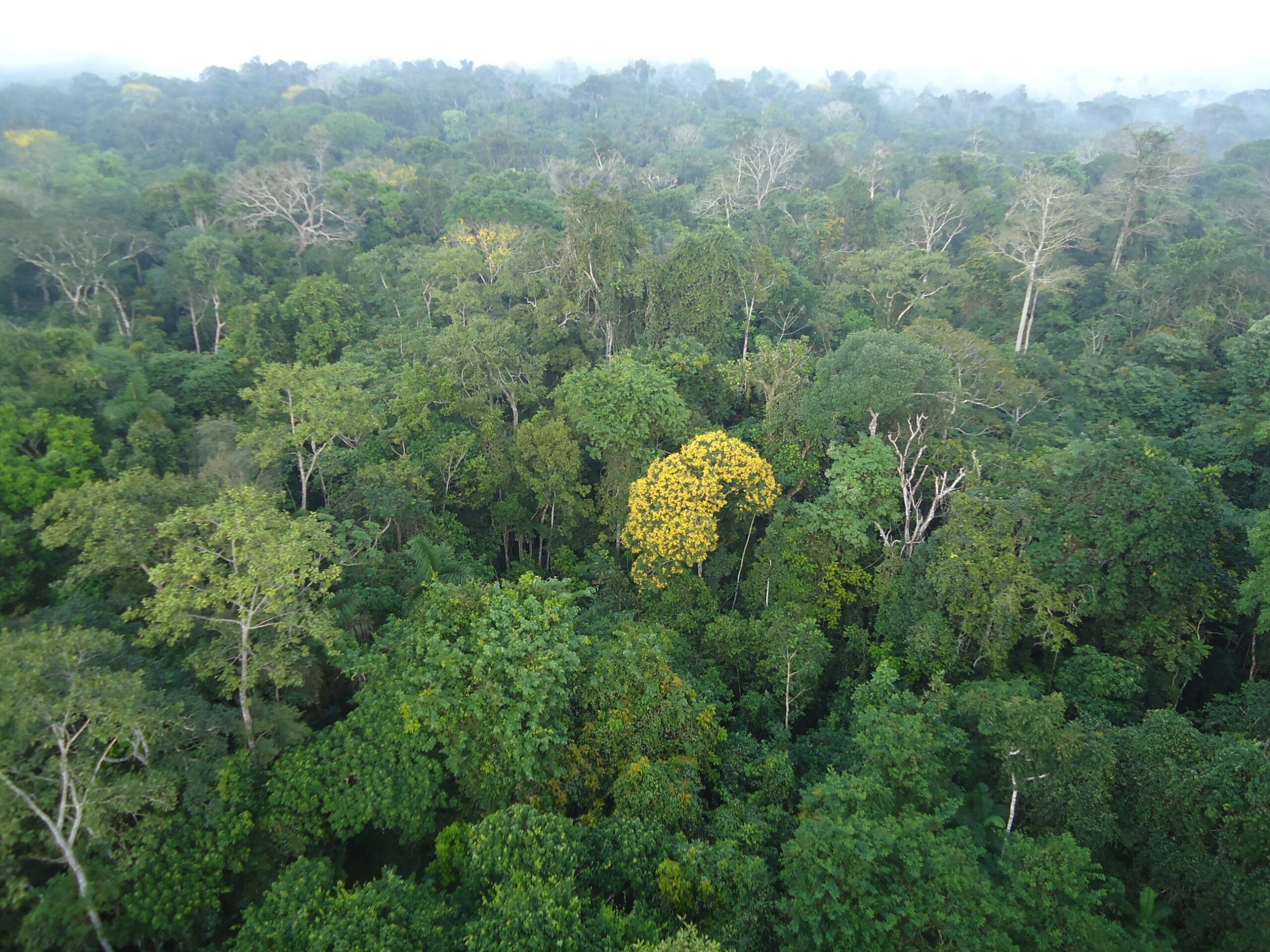 Entre 1978 e 2009, o Estado do Tocantins sofreu o maior nível de desmatamento no bioma Floresta Amazônica entre os estados da Amazônia Legal, perdendo 59,12% de sua área