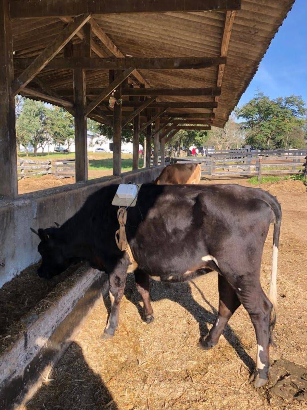 Experimento de aplicação dos sensores nas vacas leiteiras
