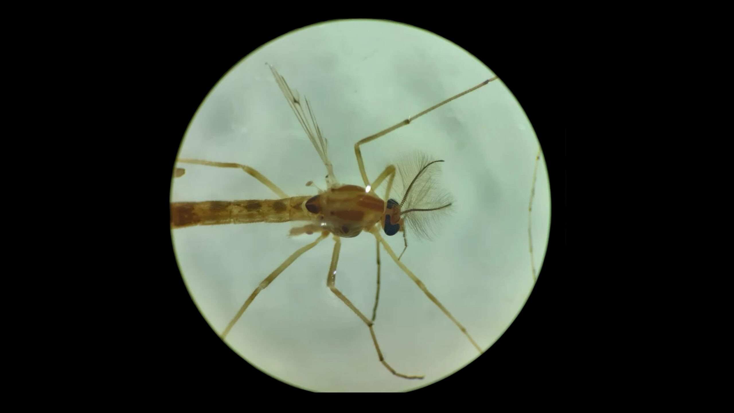 Cinzas de queimadas reduzem seres vivos e comida em ambientes aquáticos, sugere estudo Experimento com mosquito que serve de bioindicador leva cientistas de três universidades federais a apontar impactos negativos dos incêndios florestais ainda pouco considerados em políticas públicas