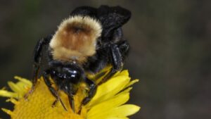 Mudanças climáticas empurram abelhas sul-americanas para o Sul