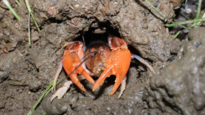 História evolutiva revela por que lagostins cavam tocas complexas