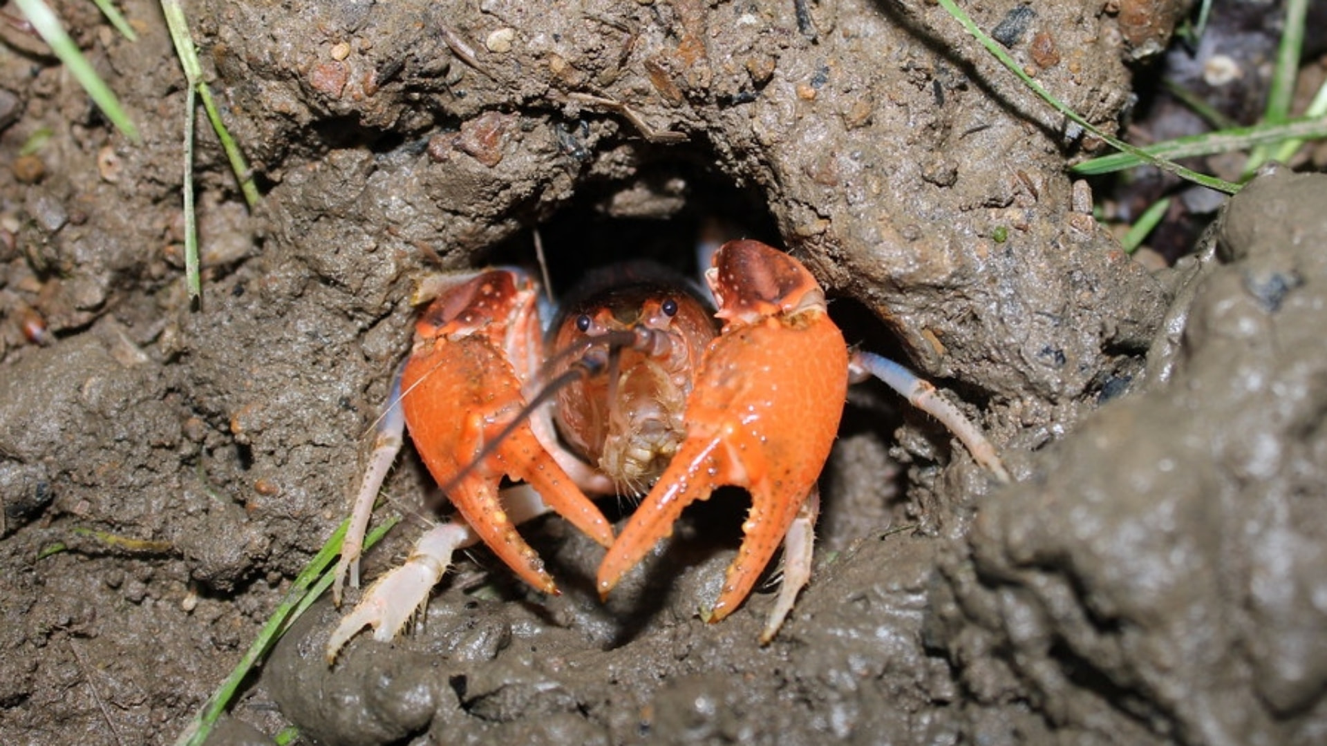 História evolutiva revela por que lagostins cavam tocas complexas Estudo inédito combina dados de mais de 150 espécies para compreender a origem e a diversidade do cuidado que esse crustáceo tem com os filhotes
