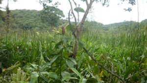 Dia Mundial do Solo: Pesquisa reforça limite de fósforo nas áreas úmidas e alerta para preservação