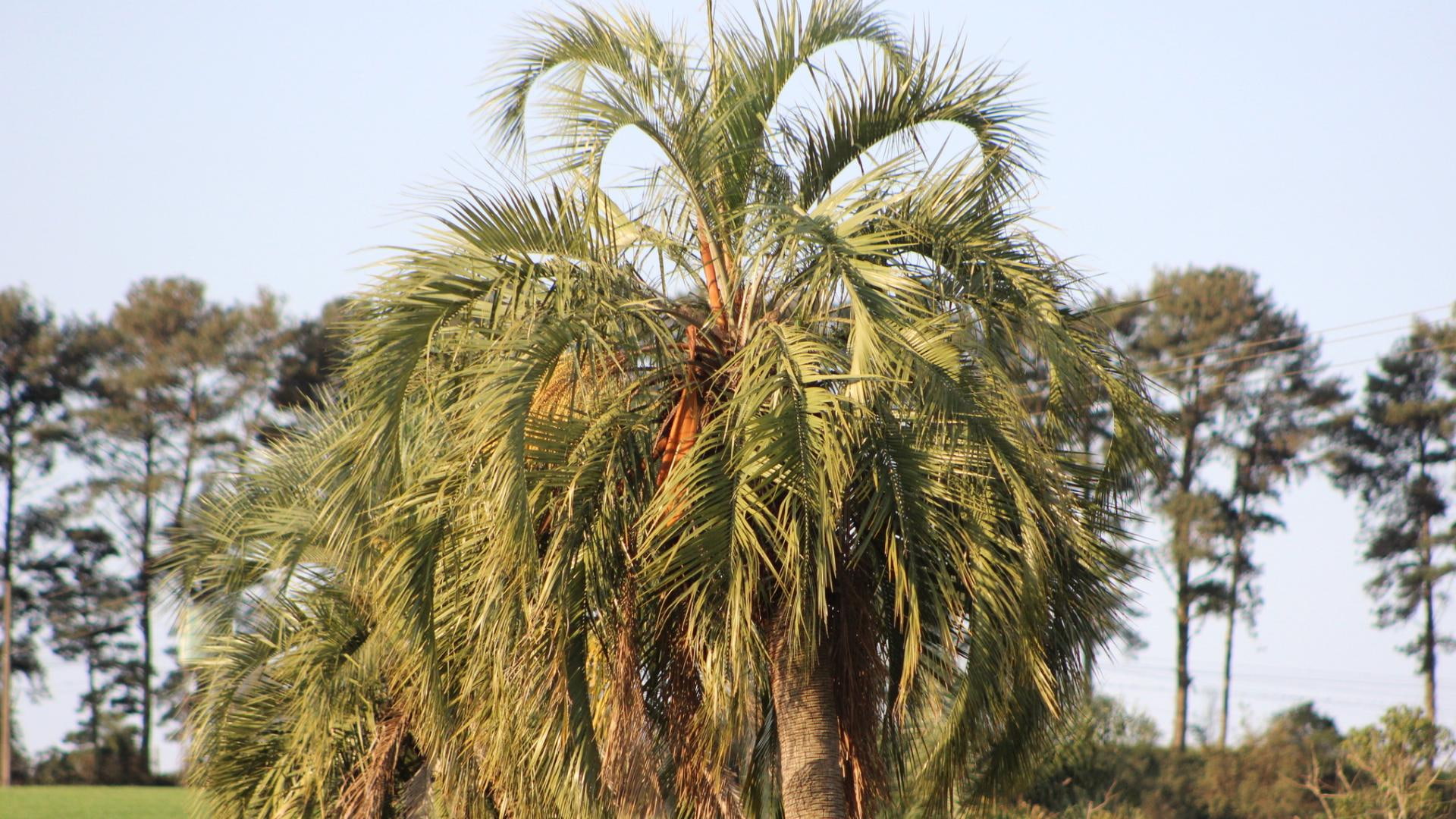 🌎 Palmeiras precisam de ajuda para sobreviver à crise climática Espécies típicas dos campos sulinos demandam ações urgentes de conservação. Texto de Marcos Carlucci e Licet Trochez 🌎 Palmeiras precisam de ajuda para sobreviver à crise climática Espécies típicas dos campos sulinos demandam ações urgentes de conservação. Texto de Marcos Carlucci e Licet Trochez