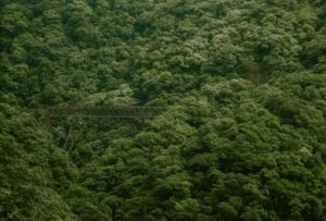 Floresta de dados: os desafios de mapear a flora brasileira