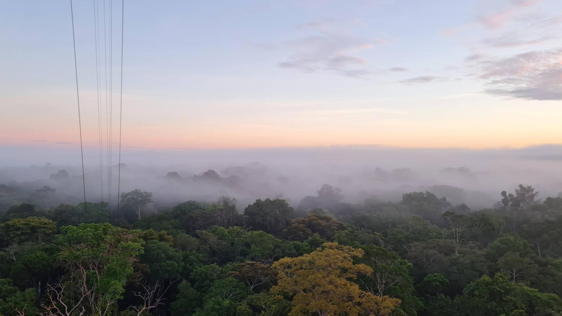 Pouco estudada, névoa da Amazônia tem papel ambiental, indica pesquisa Fenômeno que ocorre na altura da copa das árvores revela dinâmica intrincada entre microrganismos e a umidade que a floresta produz 
