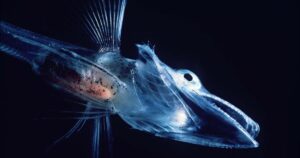 Como um grupo de peixes dominou o oceano mais frio da Terra